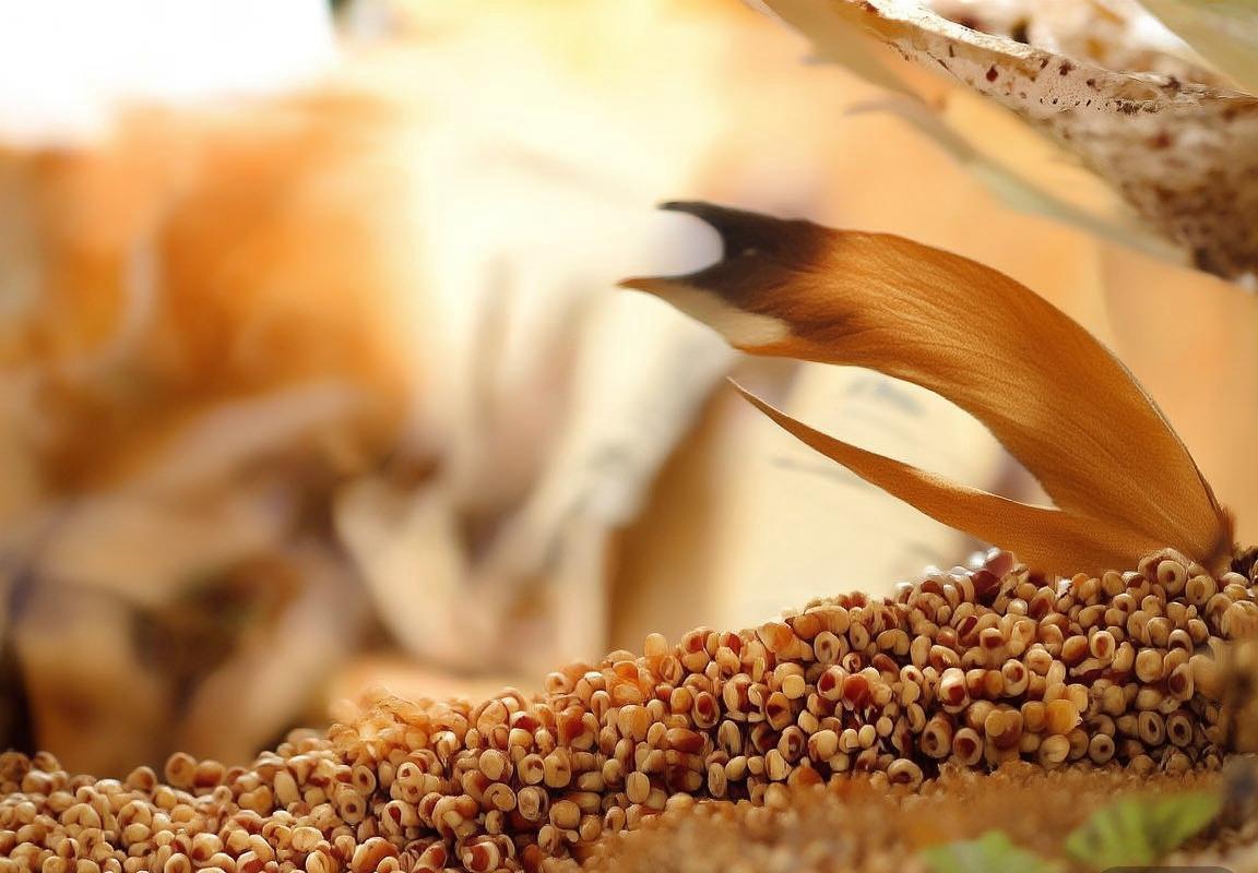 冈山绿雉VS东京球队：精彩直播全程回顾与分析(图2)